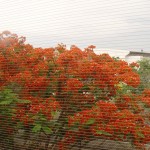 dsc01193-1