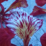 dsc00300