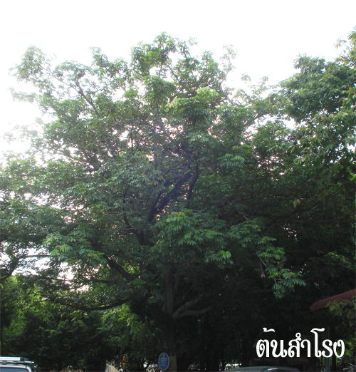 tree