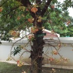dscf7365_resize