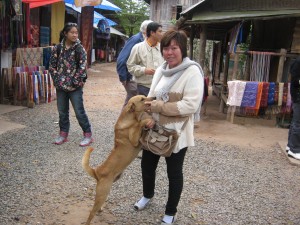 เพื่อนรักสี่ขาต่างเมืองที่หมู่บ้านทอผ้าลาว