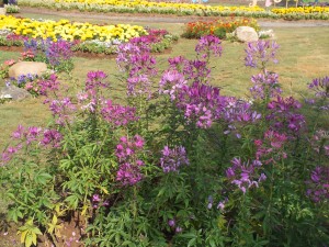 DSCF7523