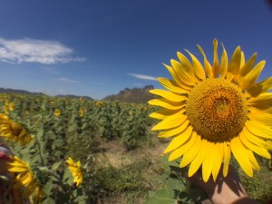 IMG_6294